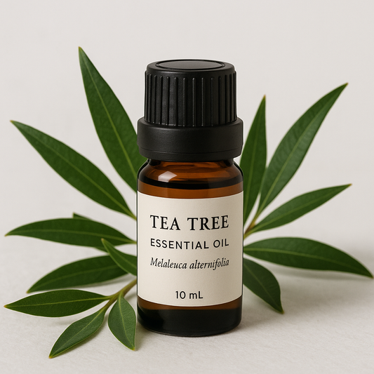 LitTerra 澳洲茶樹精油 10 mL｜100% 純天然 Melaleuca alternifolia 抗菌淨化芳療精油 LitTerra Australian Tea Tree Essential Oil 10 mL | 100% Pure Melaleuca alternifolia Antibacterial Aromatherapy Oil